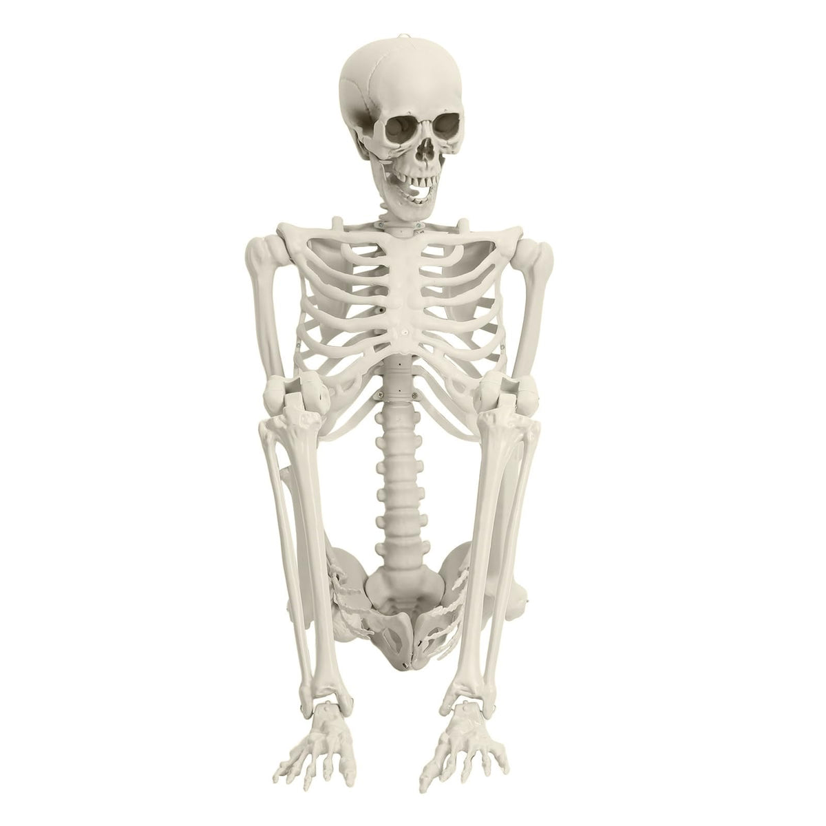 Full Size Movable Posable Skeleton J483