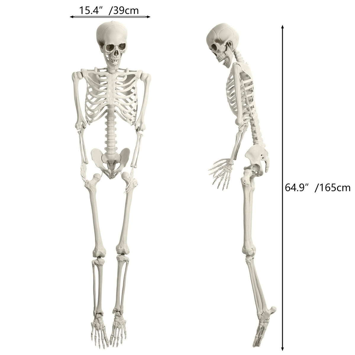 Full Size Movable Posable Skeleton J483