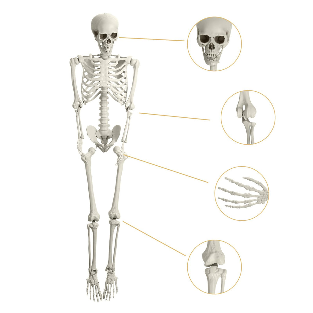 5.4FT Posable Skeleton with Movable Joints G552817