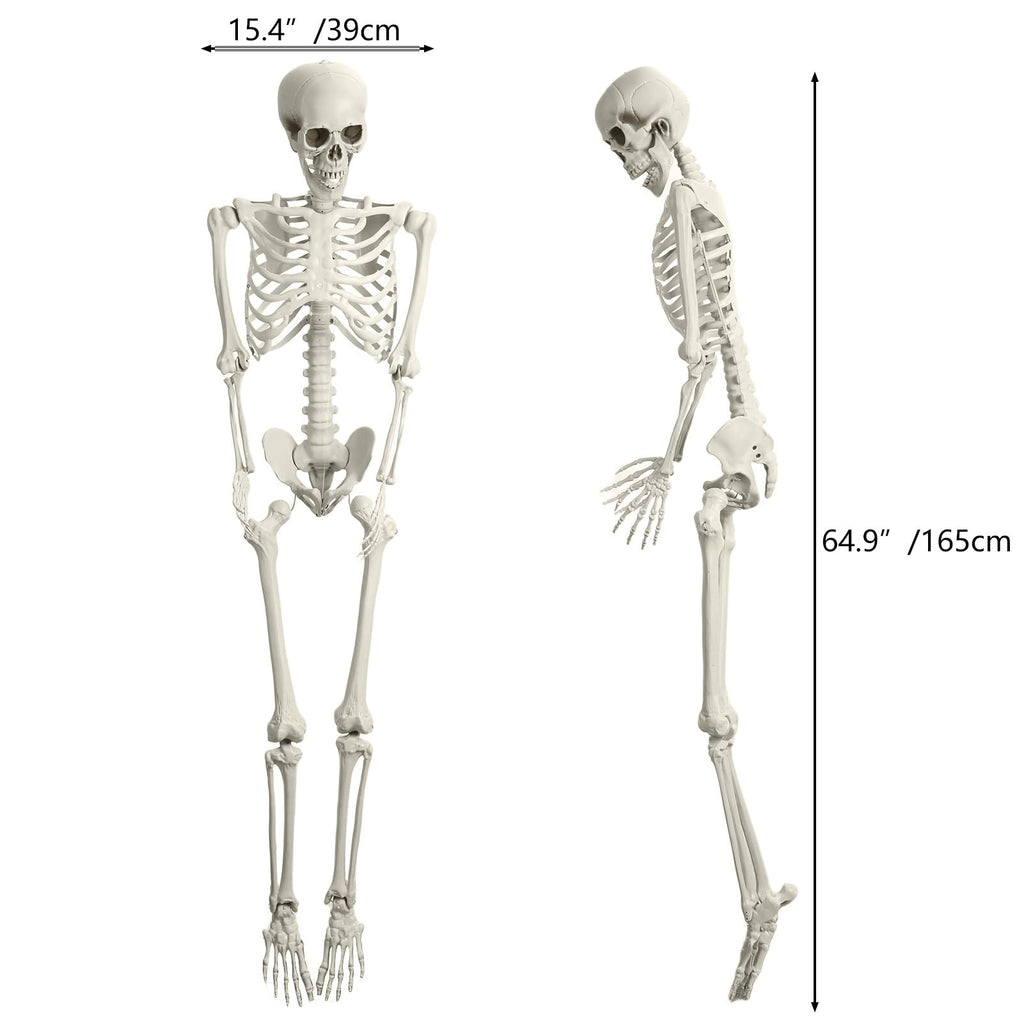 5.4FT Posable Skeleton with Movable Joints G552817