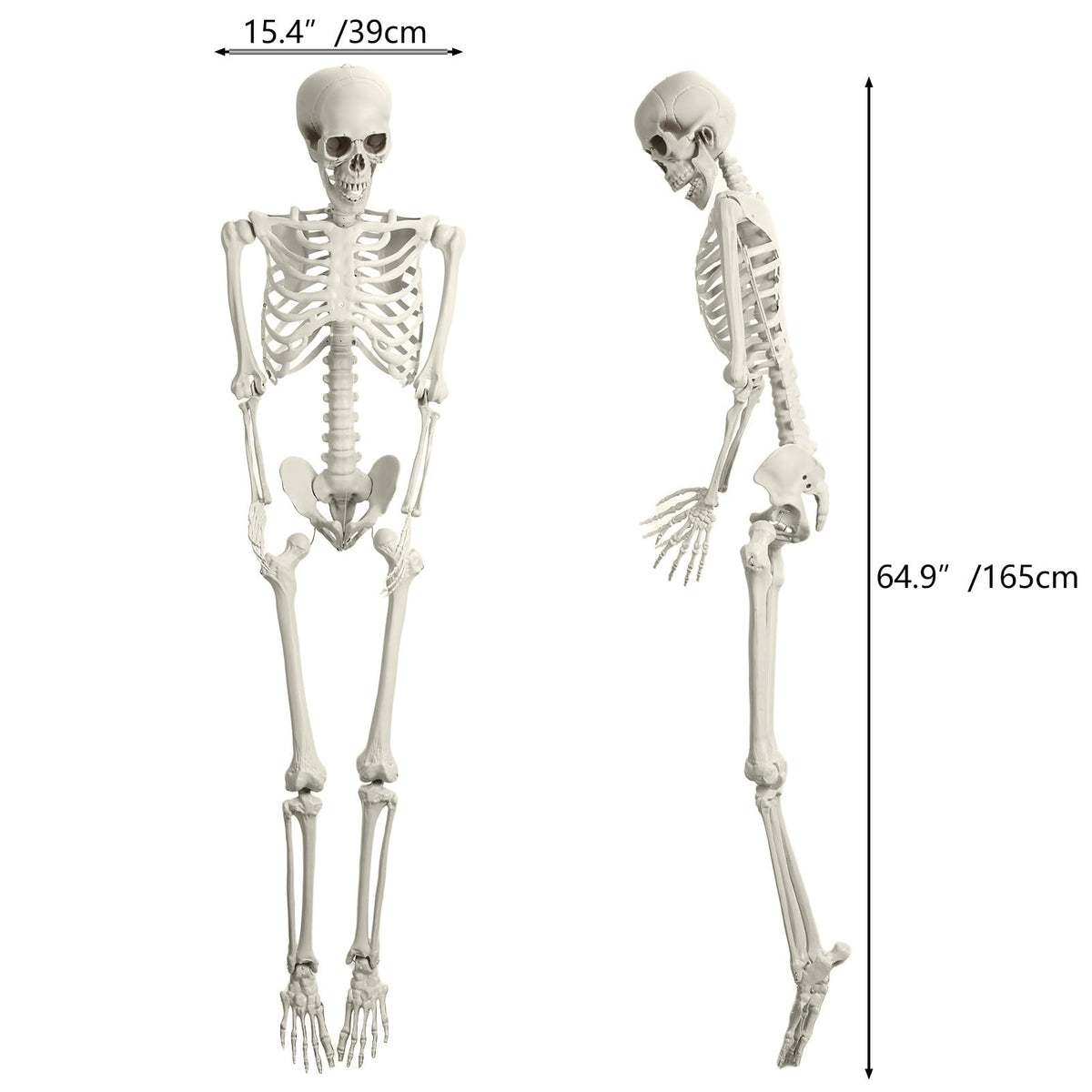 5.4FT Posable Skeleton with Movable Joints G552817