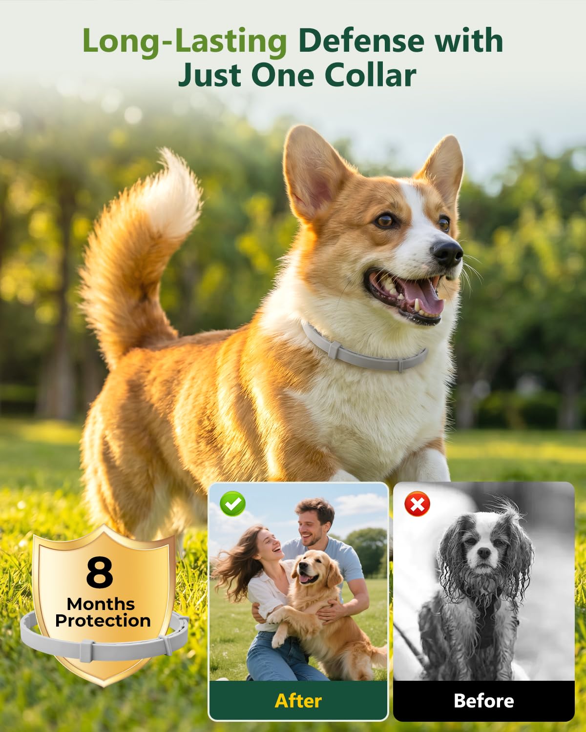 4 Pack Adjustable Waterproof Flea & Tick Dog Collar Z724165