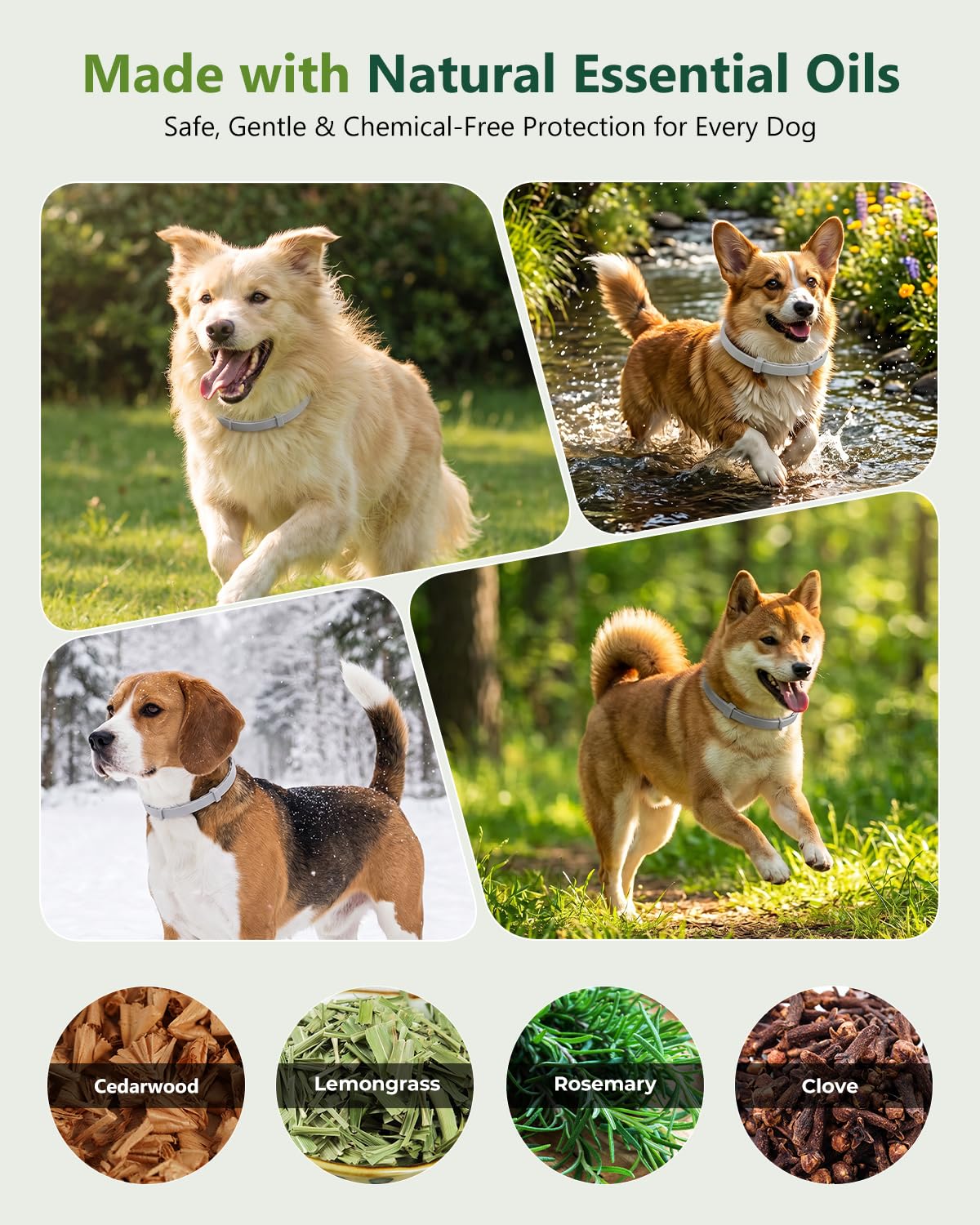4 Pack Adjustable Waterproof Flea & Tick Dog Collar Z724165
