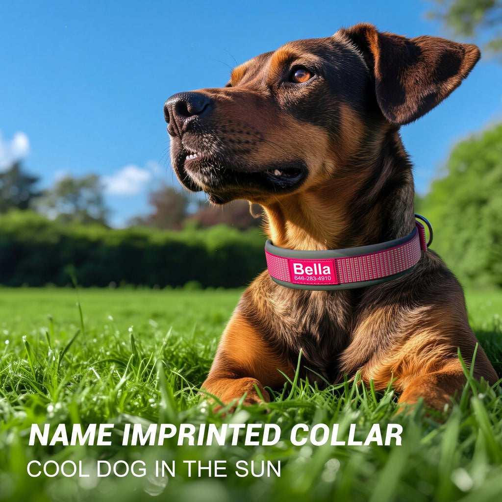 Personalized Reflective Dog Collar H652433